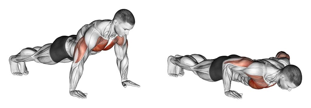 Press ups online muscles